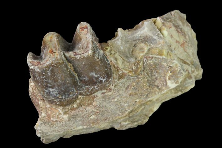 Fossil Running Rhino (Hyracodon) Jaw Section - South Dakota #160913